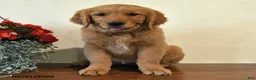 Golden Retriever dogs for sale: Ginger - Ad 2