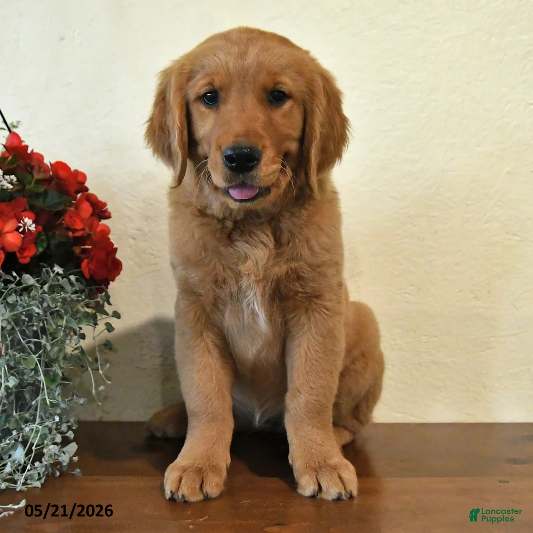 Golden Retriever dogs for sale: Ginger - Ad 2