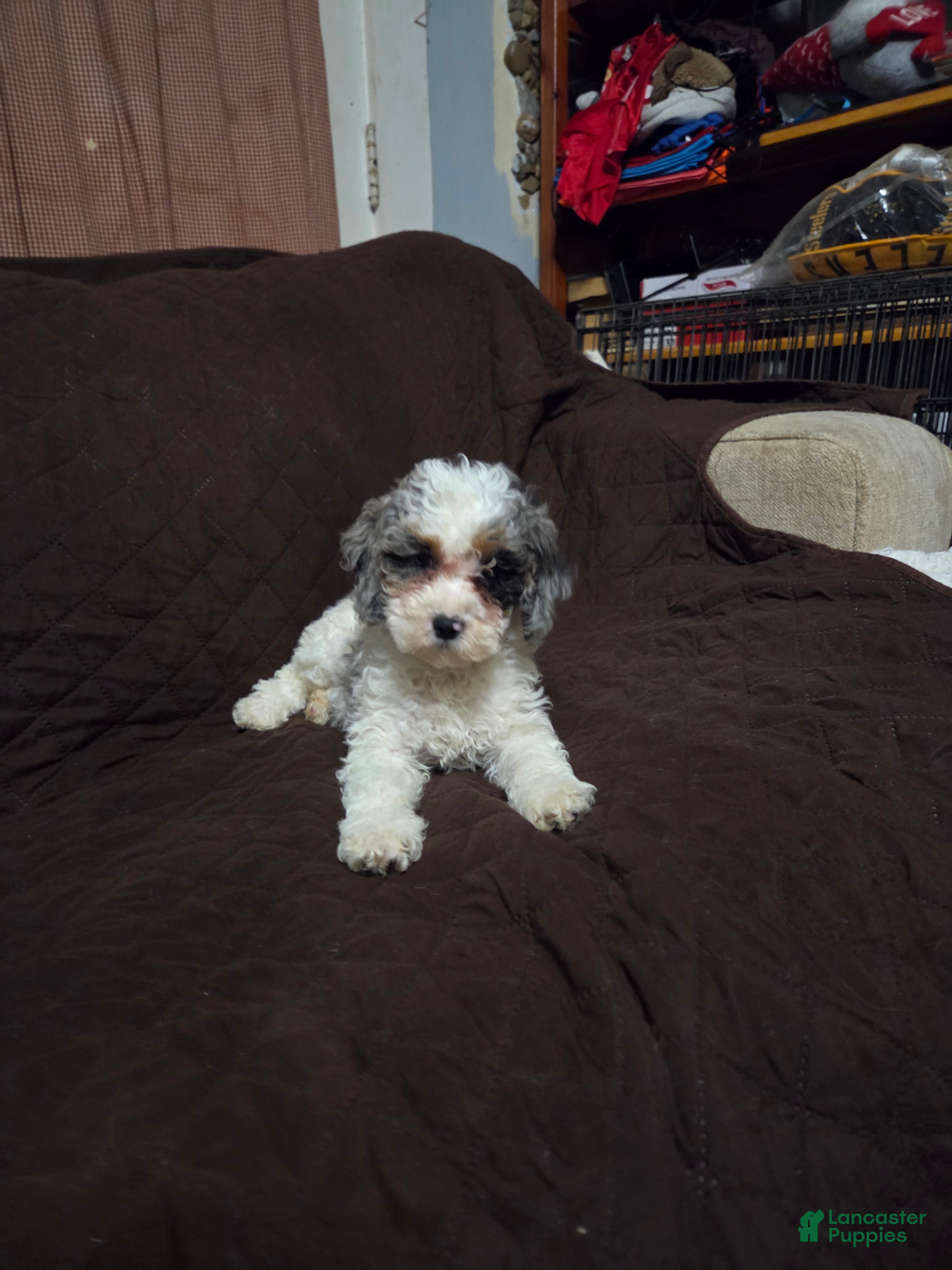 Cockapoo dogs Sarah - Ad 4