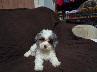 Cockapoo dogs Sarah - Ad 4