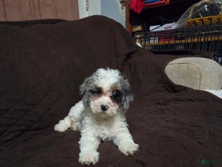 Cockapoo dogs Sarah - Ad 35