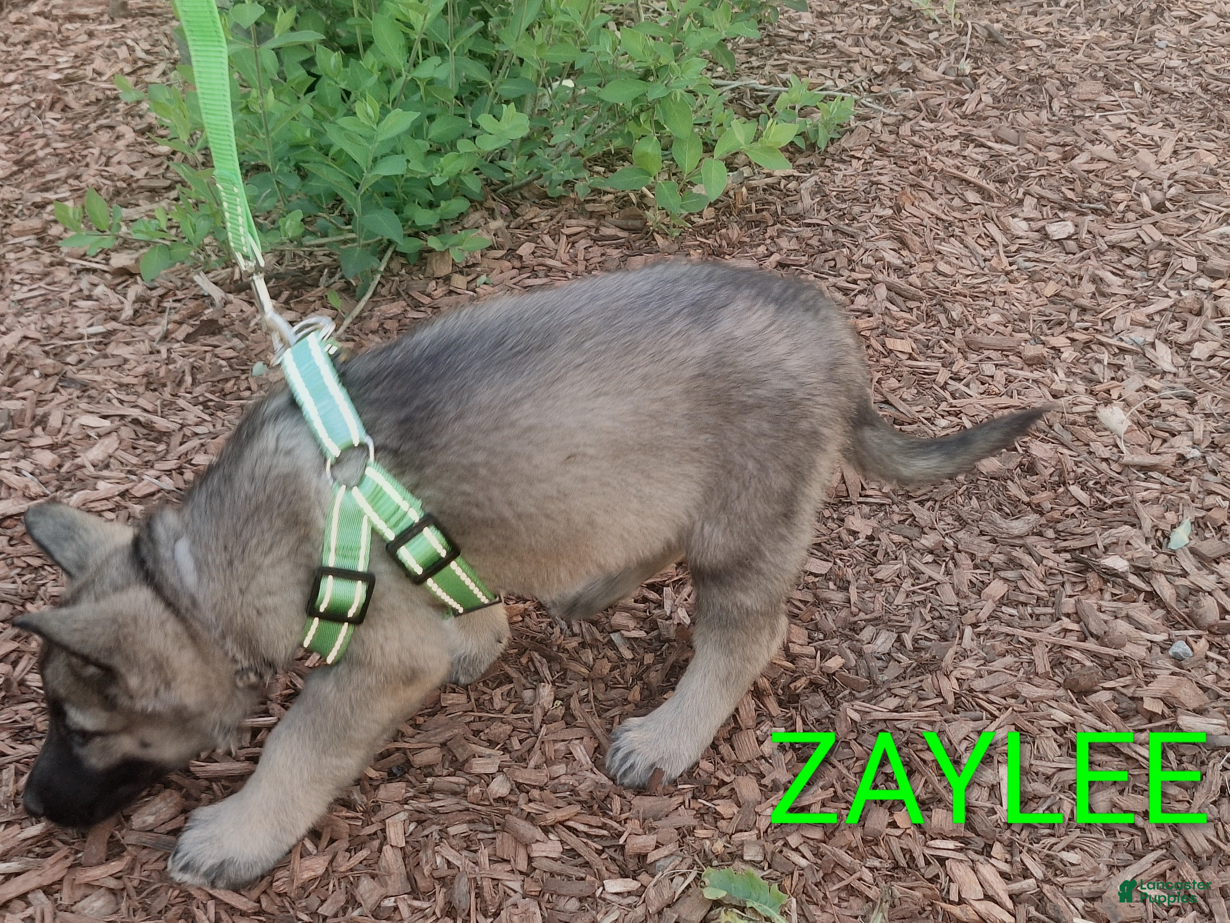 German Shepherd dogs Zaylee  - Ad 2