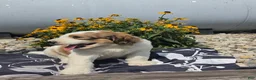 Mixed Breed dogs for sale: Rock - Ad 2
