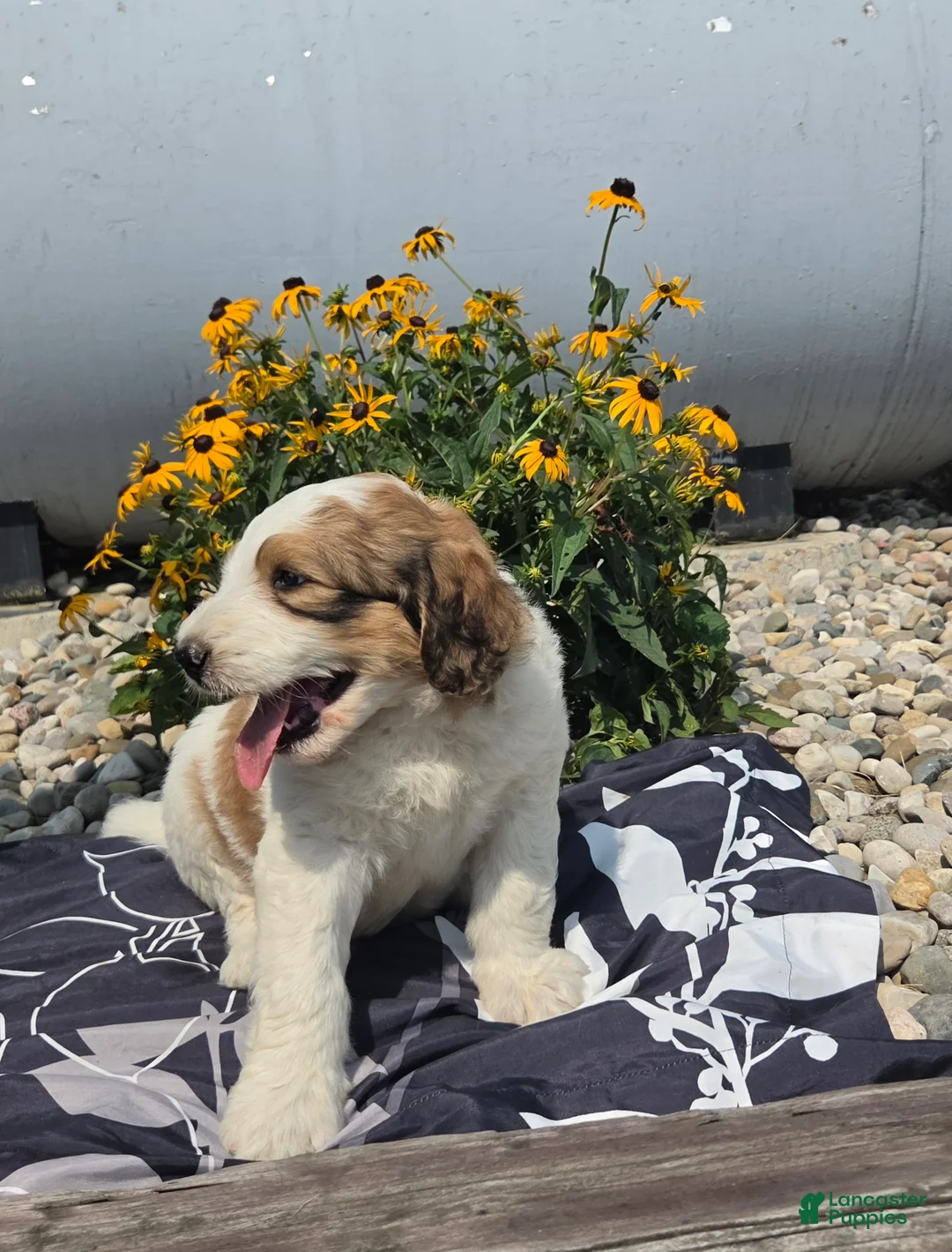Mixed Breed dogs for sale: Rock - Ad 2