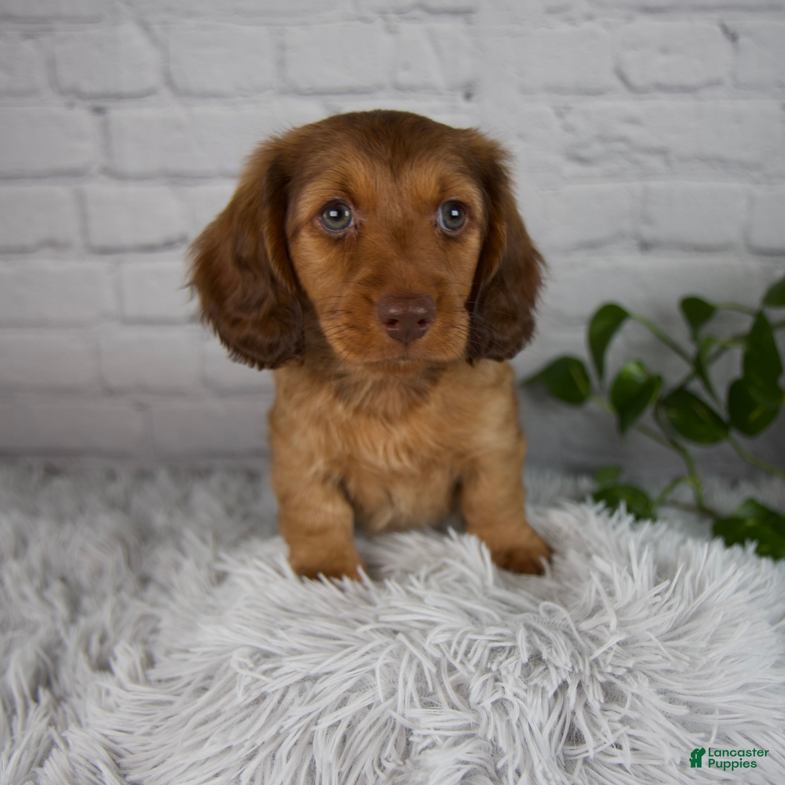 Miniature Dachshund dogs Cami - Ad 1
