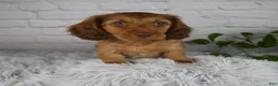 Miniature Dachshund dogs for sale: Cami - Ad 1