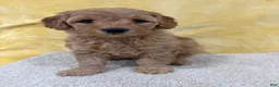 Mini Goldendoodle dogs for sale: Mia - Ad 5
