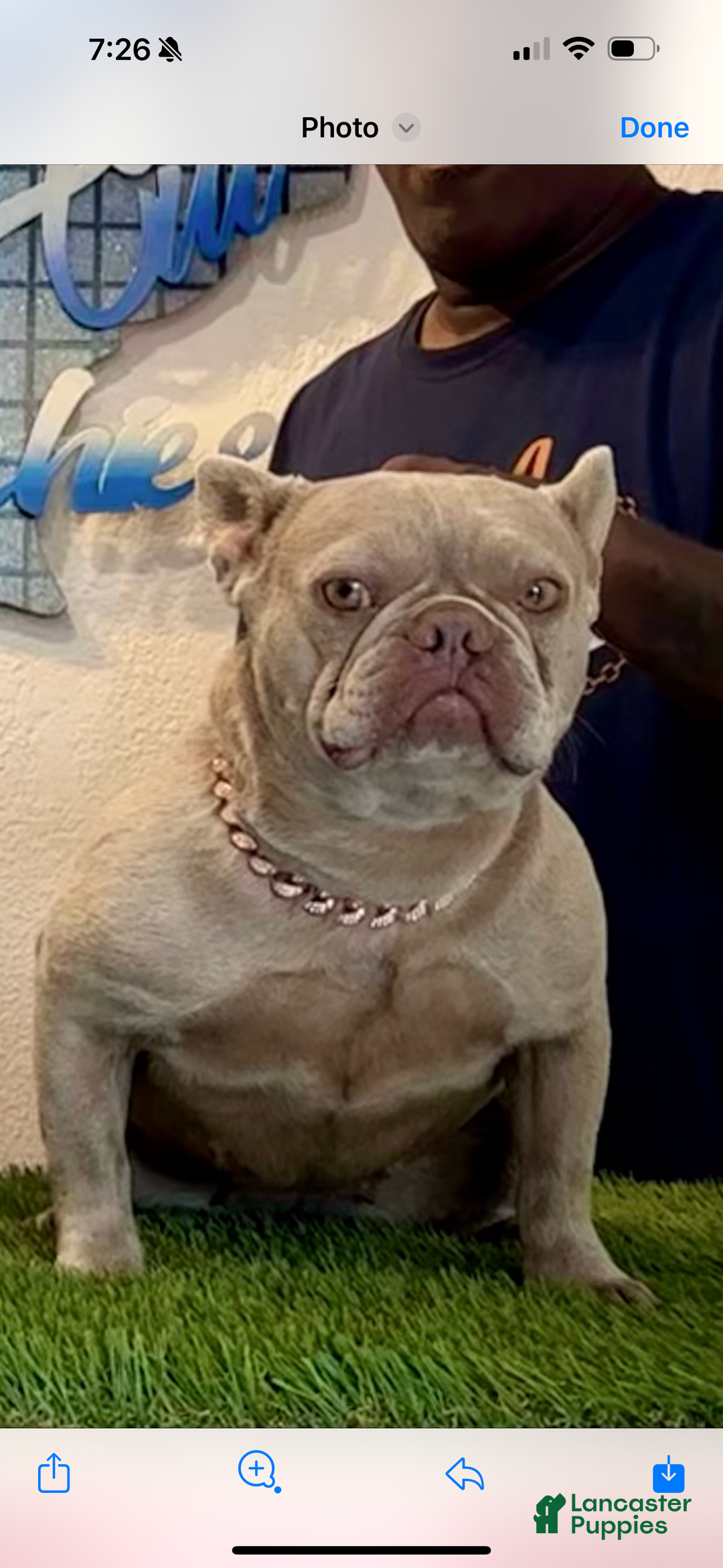 French Bulldog dogs for sale: French Bulldog Puppy 1 - Ad 8