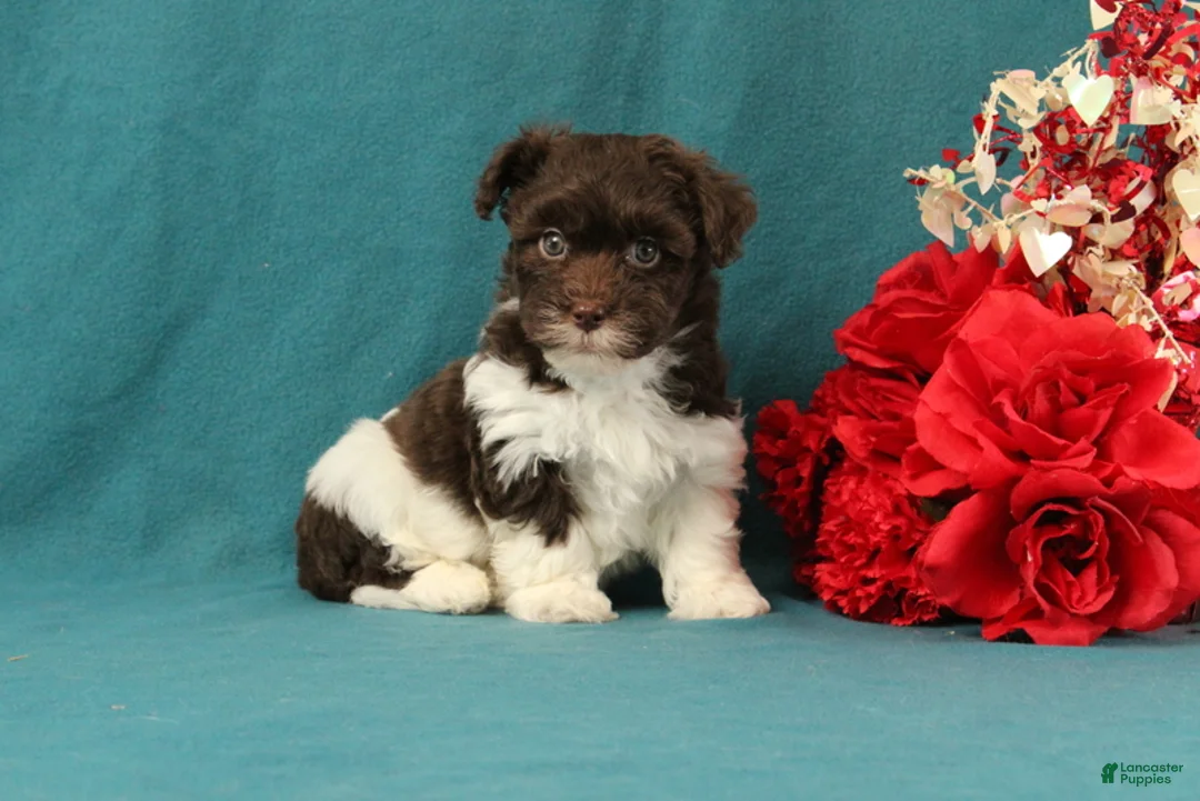 Mixed Breed dogs for sale: Preston - Ad 4