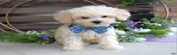 Maltipoo dogs for sale: Elliot - Ad 3