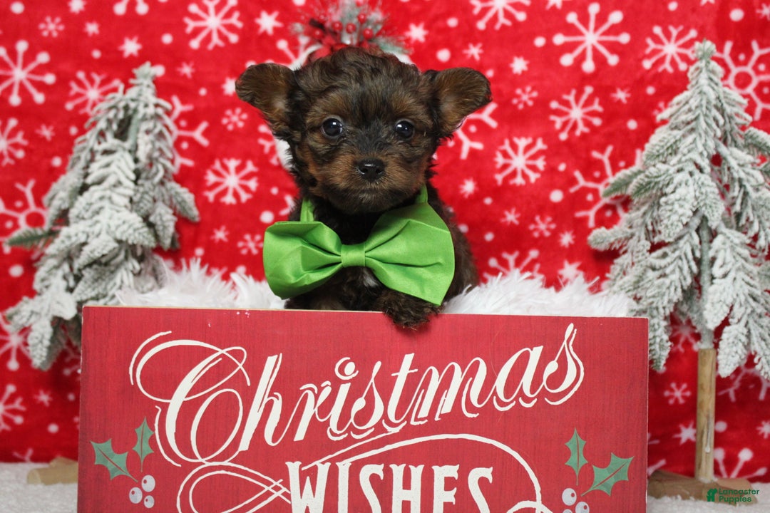 Yorkiepoo dogs for sale: Maize - Ad 3