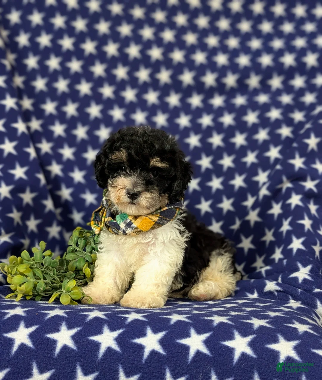 Bichpoo dogs for sale: Cassidy - Ad 1
