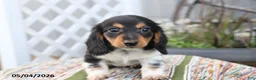 Miniature Dachshund dogs for sale: Oreo - Ad 2