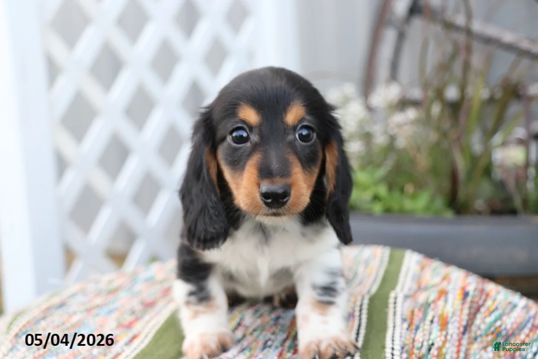 Miniature Dachshund dogs for sale: Oreo - Ad 2