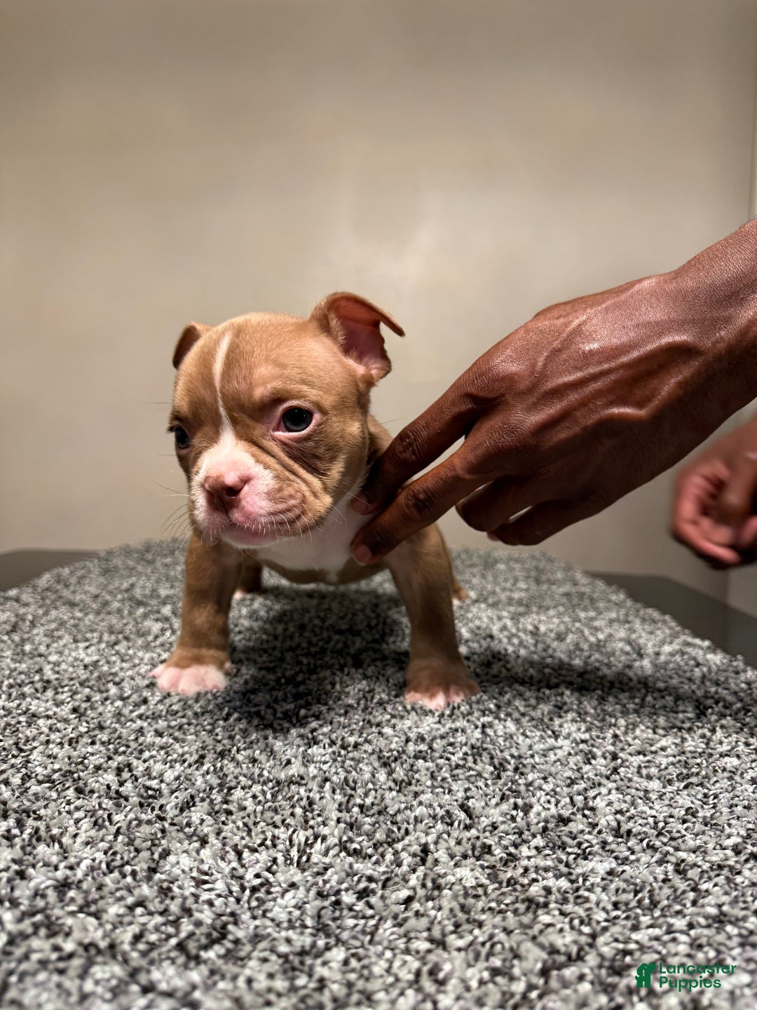 American Bully dogs for sale: American Bully Puppy 5 - Ad 10