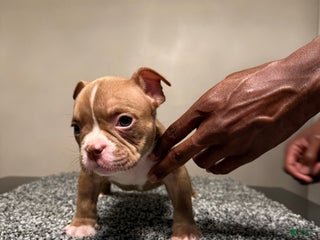 American Bully dogs - Ad 37