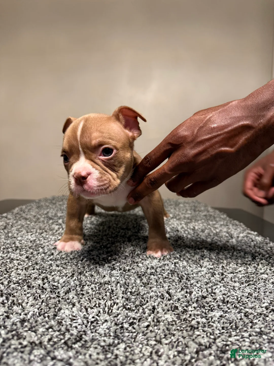 American Bully dogs for sale: American Bully Puppy 3 - Ad 12
