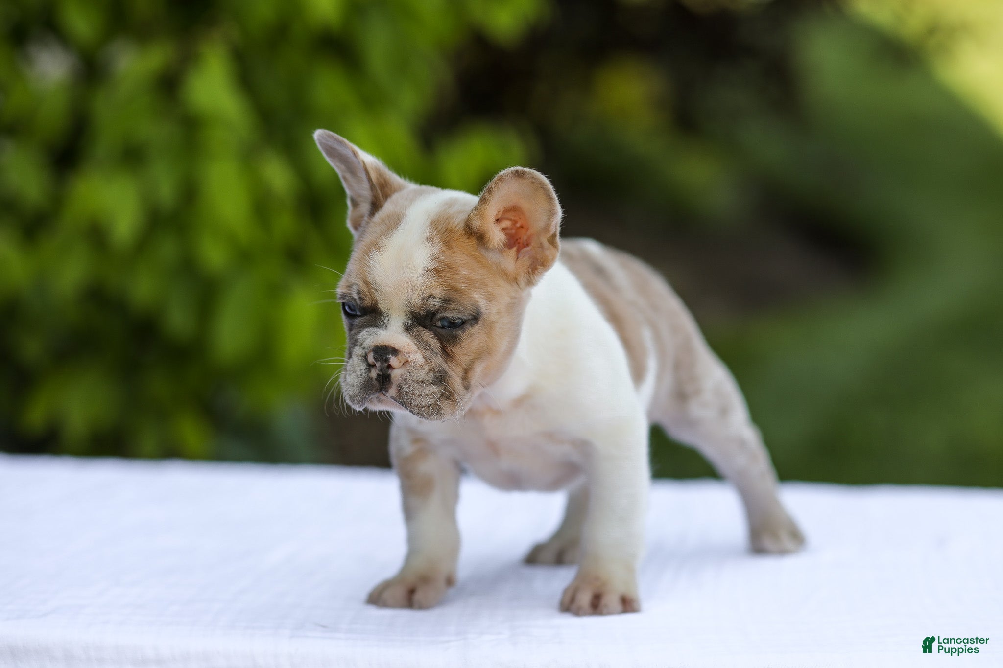 French Bulldog dogs Copper - Ad 2