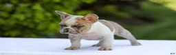 French Bulldog dogs for sale: Copper - Ad 2