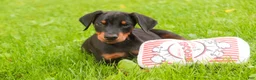 Doberman Pinscher dogs for sale: Malcolm - Ad 8