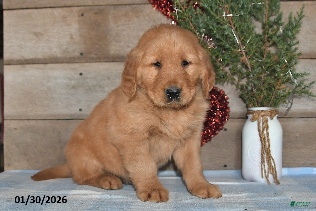Golden Retriever dogs Alex - Ad 31