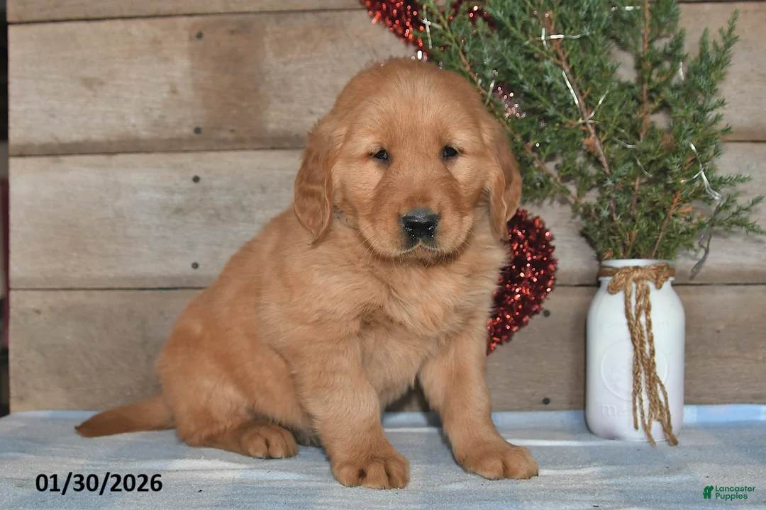 Golden Retriever dogs for sale: Alex - Ad 1