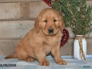 Golden Retriever dogs Alex - Ad 31