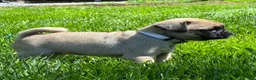 Pug dogs for sale: Bella - Ad 5