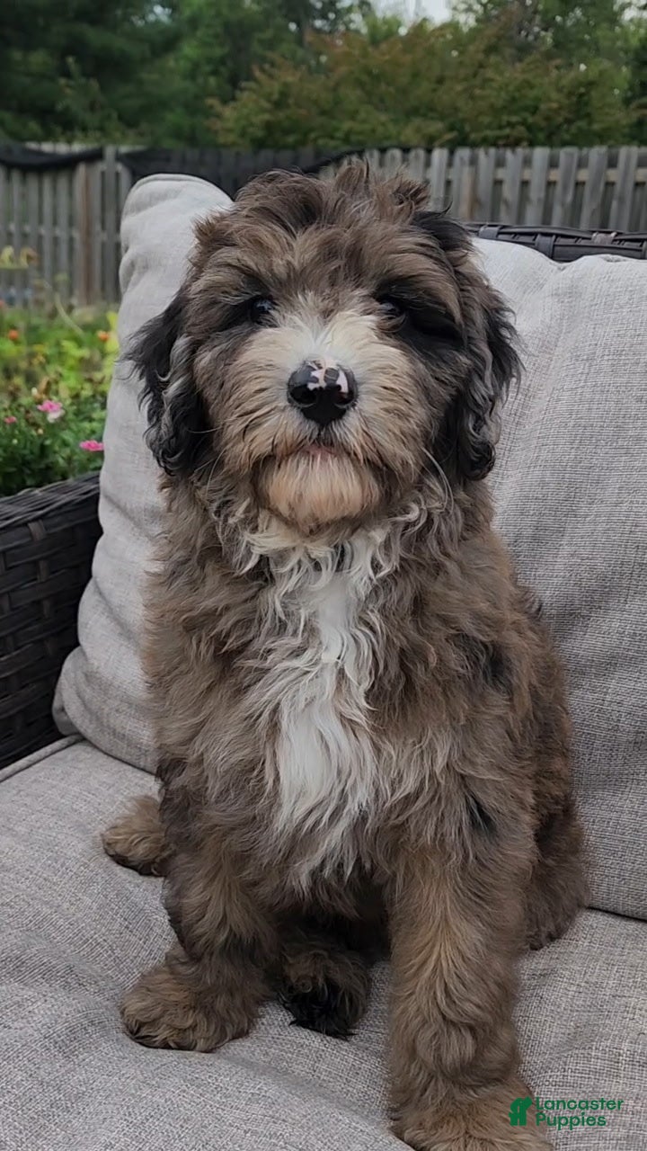 Mini Sheepadoodle dogs Rocky - Ad 2