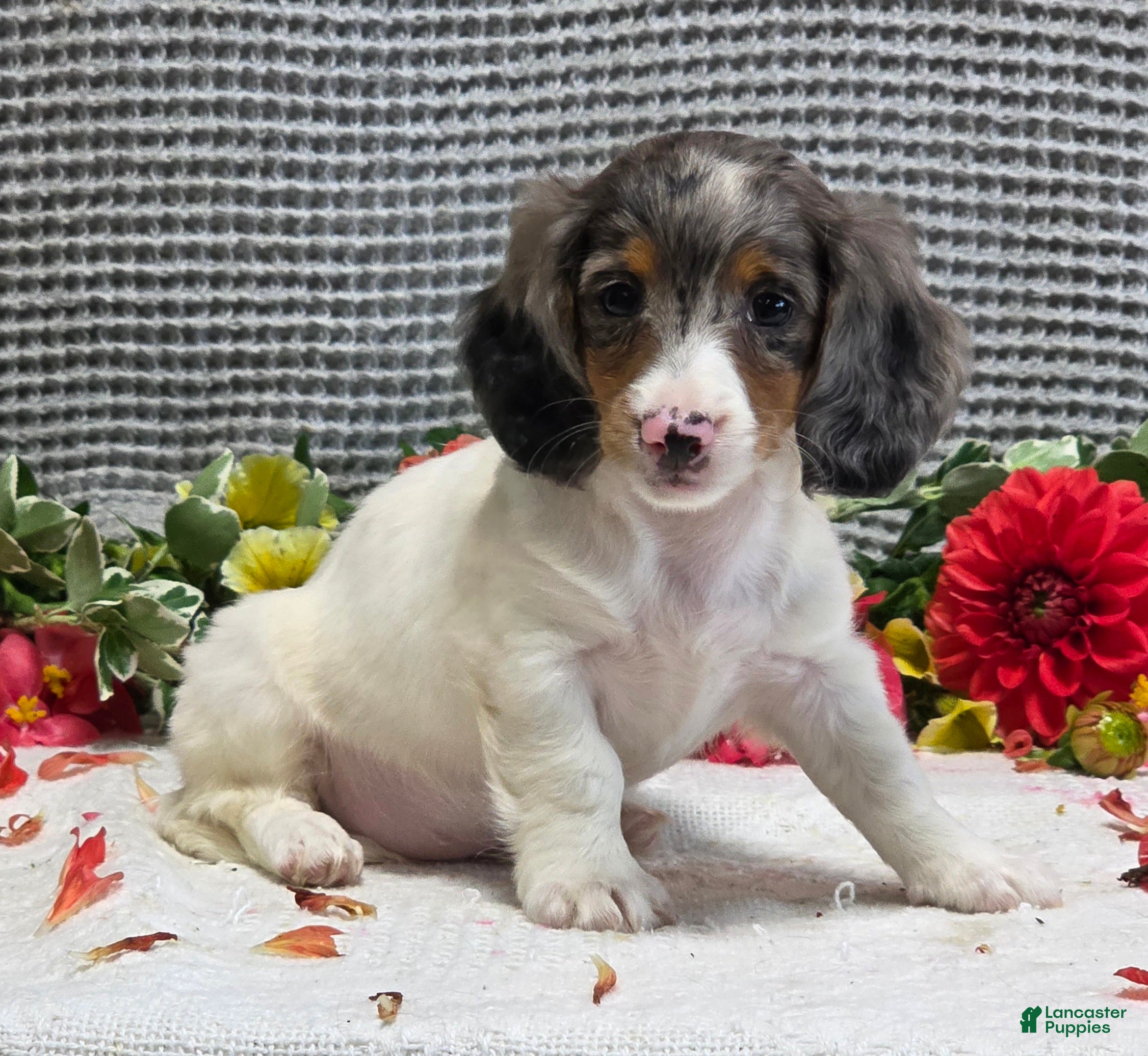 Miniature Dachshund dogs Ruthie - Ad 2