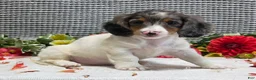 Miniature Dachshund dogs for sale: Ruthie - Ad 2