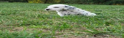 Dalmatian dogs for sale: Charlie - Ad 2