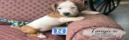 Dachshund dogs for sale: Tonya - Ad 4