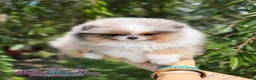 Pomeranian dogs for sale: Dumpling - Ad 2