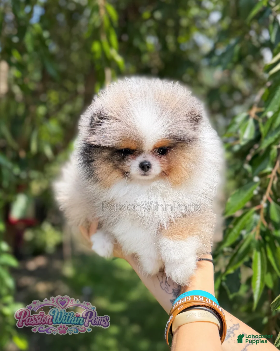 Pomeranian dogs for sale: Dumpling - Ad 2