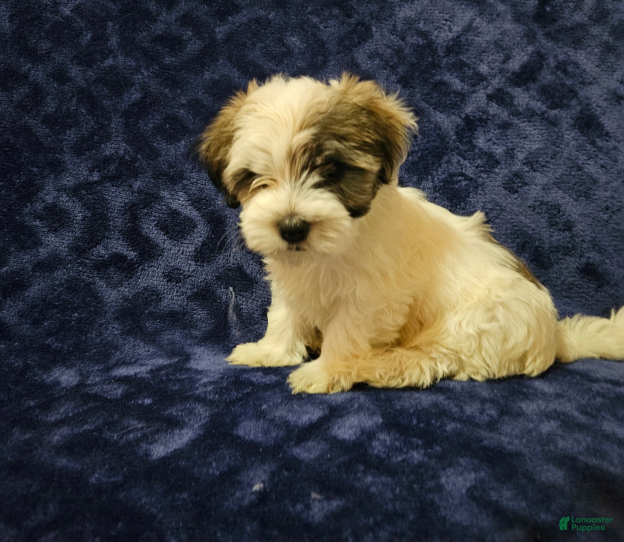 Havanese dogs Havanese Puppy 5 - Ad 17