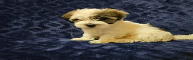 Havanese Puppy 5
