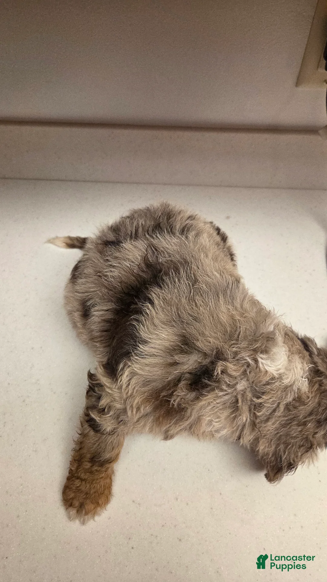 Bernedoodle dogs for sale: Bernedoodle Puppy 2 - Ad 3