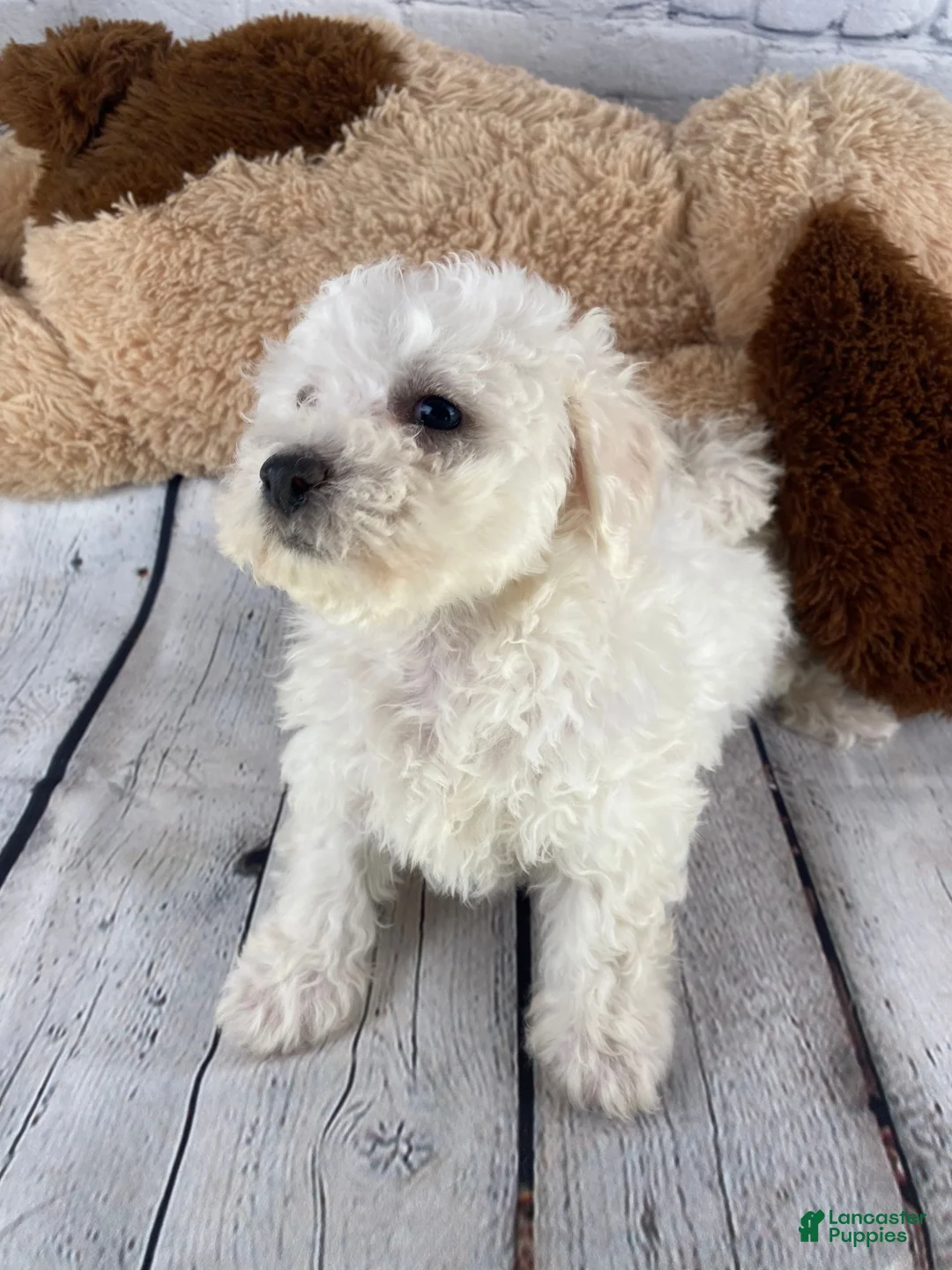 Bichon Frise dogs for sale: Rosie - Ad 7