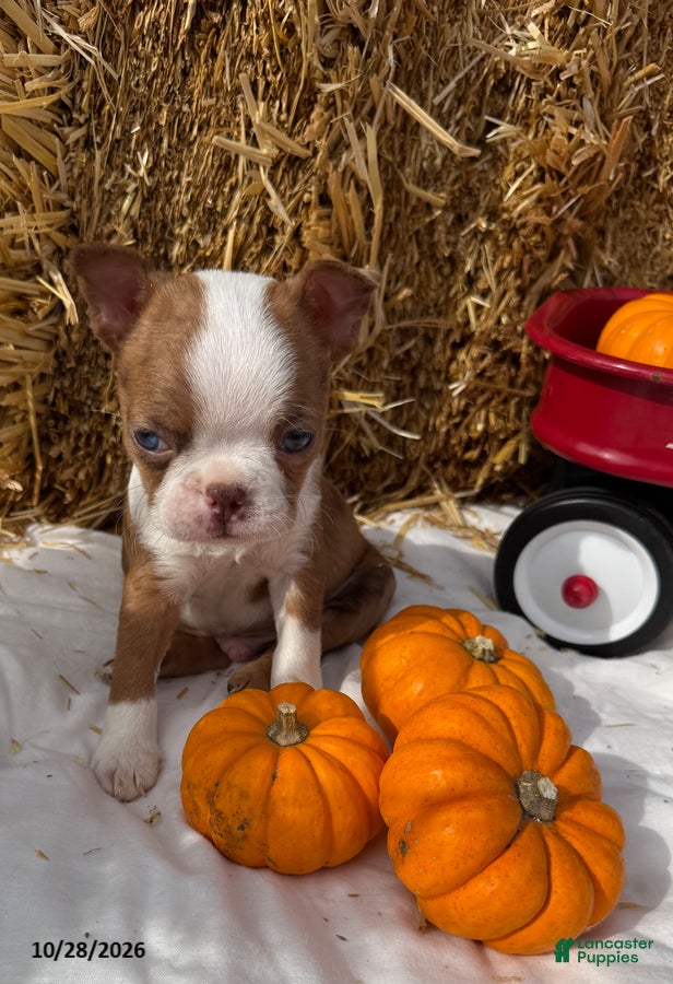 Boston Terrier dogs for sale: Winston - Ad 1