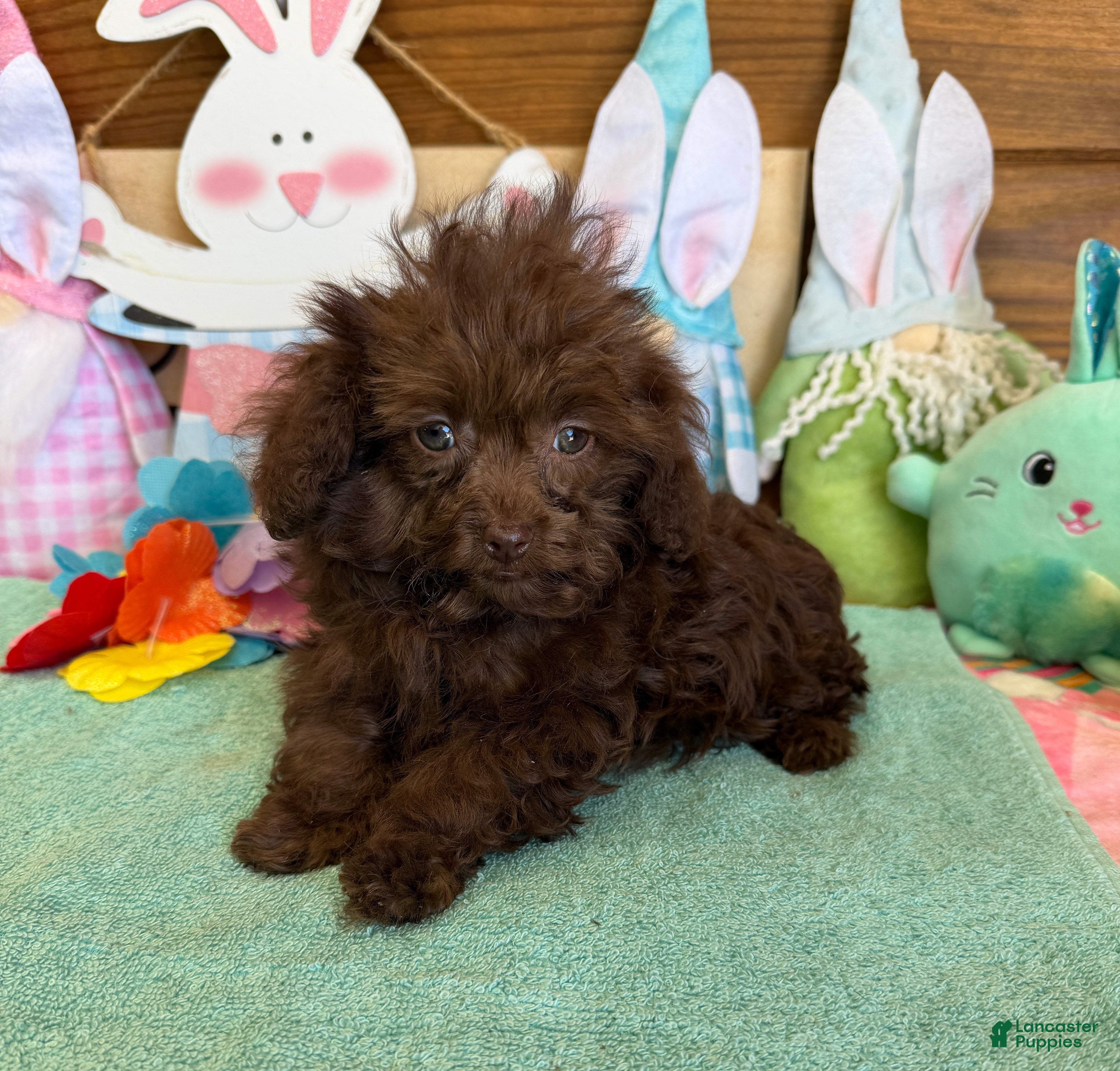 Cockapoo dogs Nugget - Ad 4