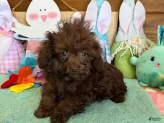 Cockapoo dogs Nugget - Ad 12