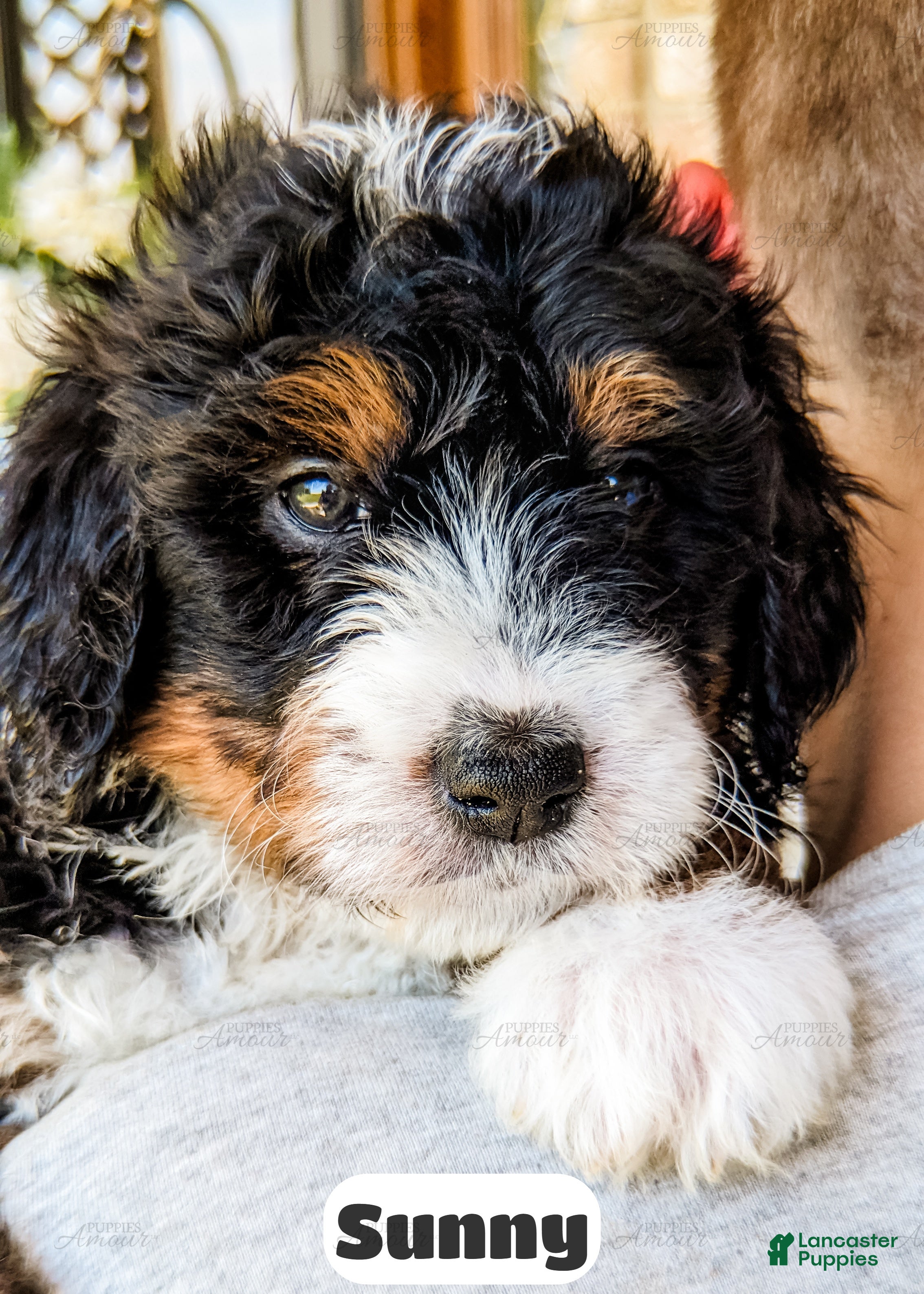 Bernedoodle dogs Sunny - Ad 2