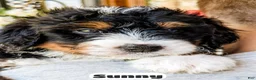 Bernedoodle dogs for sale: Sunny - Ad 3