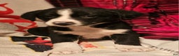 Border Collie dogs for sale: Great - Ad 8