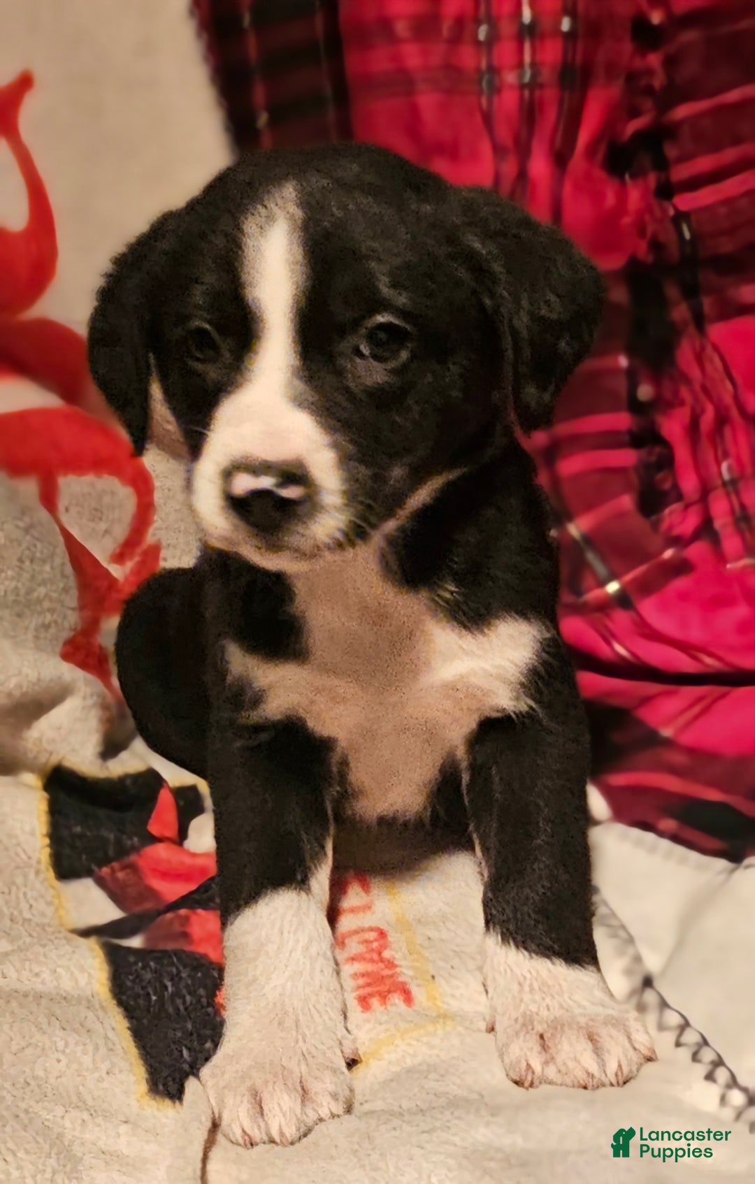 Border Collie dogs for sale: Great - Ad 8