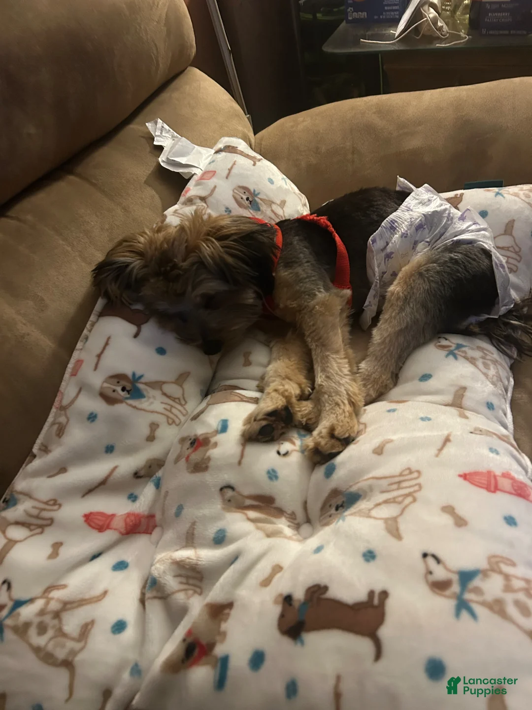 Yorkshire Terrier dogs for sale: Yorkshire Terrier Puppy 1 - Ad 2