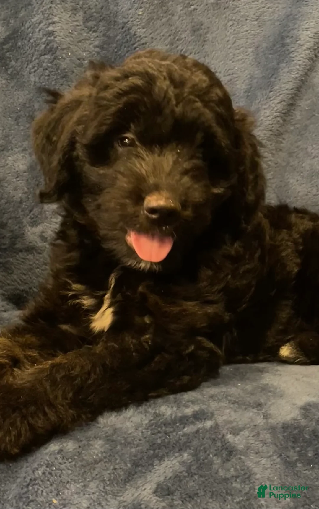 Mixed Breed dogs for sale: Fin - Ad 1
