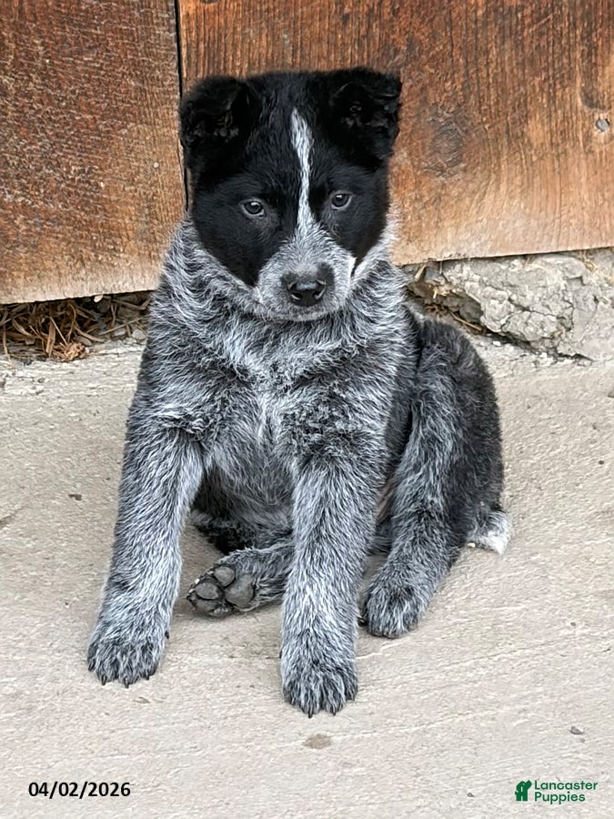 Australian Cattle Dog dogs Justin - Ad 1
