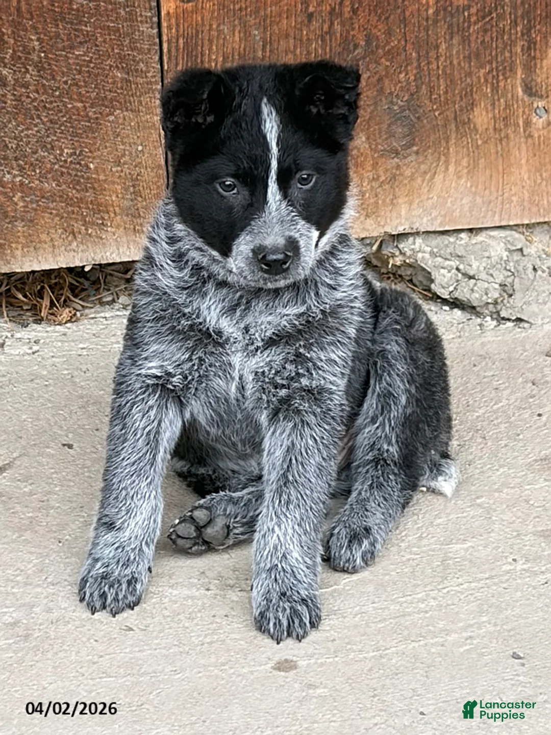 Australian Cattle Dog dogs for sale: Justin - Ad 1